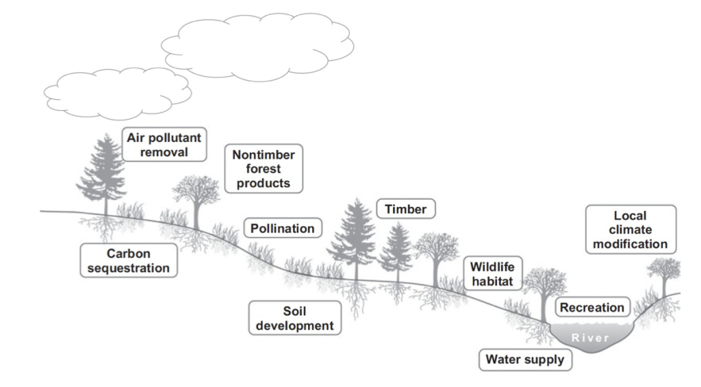 Ecosystem Services – Conservation Techniques