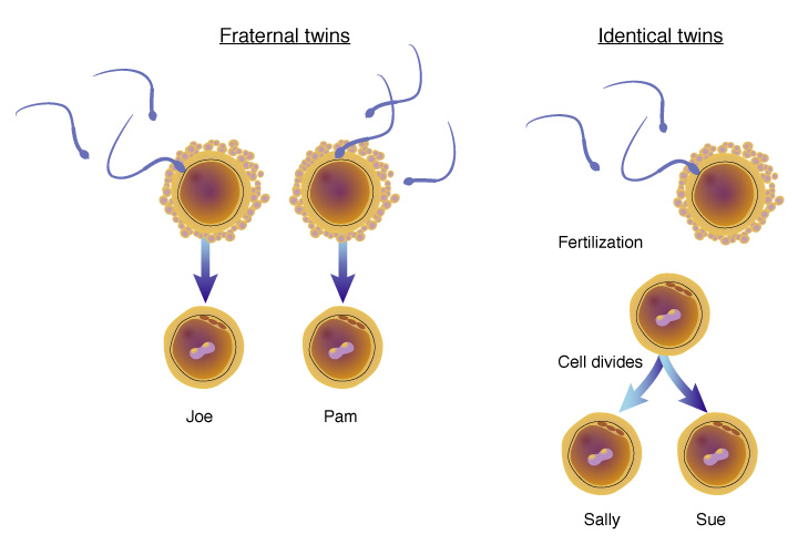Diagram comparing identical (monozygotic) twins and fraternal (dizygotic) twins, showing one fertilized egg that splits versus two separate fertilized eggs.