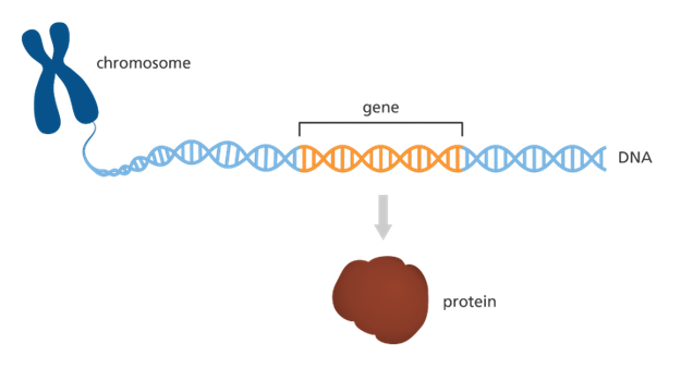 Here’s a clean, ready-to-paste image-generation prompt that matches the “Constructing a PGS” steps (select SNPs + LD pruning, assign GWAS weights, compute weighted sum, standardize to z-score/percentile).```text Create a high-clarity, textbook-ready vector infographic (16:9 landscape, white background, 4K resolution) titled: “How a Polygenic Score (PGS) is Built” Design style: - Clean, minimal, modern scientific infographic - Thick, consistent line icons, high contrast, large readable labels - Use a restrained palette (navy/blue + gray + one accent), no gradients, no clutter - All text must be legible when viewed on a lecture slide Layout: A left-to-right 5-step pipeline with rounded rectangles and arrows between steps. Each step has (1) a simple icon, (2) a bold step label, and (3) 1–2 short explanatory lines. Step 1 (Input): “GWAS summary statistics” - Icon: Manhattan-style bars or a simple bar chart - Text: “Effect sizes (β) and p-values from a GWAS” Step 2: “Select SNPs + LD clumping/pruning” - Icon: a cluster of dots with some removed, or linked nodes with a few crossed out - Text: “Choose SNPs by p-value threshold (strict or more inclusive)” - Text: “Remove highly correlated SNPs (LD pruning) to avoid double-counting” Step 3: “Assign weights (β) and read genotypes (0/1/2)” - Icon: a small table with columns labeled “Genotype (0,1,2)” and “Weight (β)” - Text: “Weight each SNP using GWAS effect size (β or log odds ratio)” - Text: “Count risk alleles per SNP: 0, 1, or 2” Step 4: “Compute the raw PGS (weighted sum)” - Icon: calculator or summation symbol - Show the formula prominently inside the box: “PGSᵢ = Σⱼ (βⱼ × Gᵢⱼ)” - Small note under formula: “Add up many tiny genetic nudges” Step 5 (Output): “Standardize for interpretation” - Icon: a speedometer gauge + a small bell curve - Text: “Convert to z-score (standard deviations) or percentile” - Text: “Example: 90th percentile = higher than 90% of the sample” Footer (single line, centered): “From many small SNP effects to one standardized score: PGS = Σ(allele count × GWAS weight)” Constraints: - No extra panels, no distracting background patterns - No logos, no trademarks - Prioritize clarity and readability over decorative detail