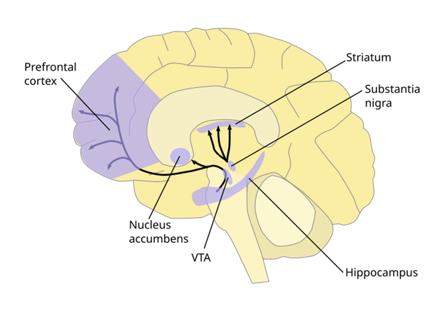Simplified side-view brain diagram highlighting major dopamine pathways with arrows projecting from midbrain to limbic and cortical targets.