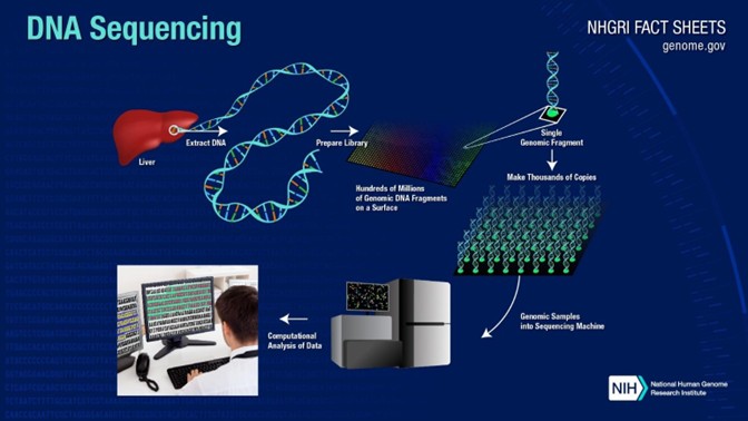 Infographic showing the DNA sequencing workflow from DNA extraction to sequencing and computational analysis