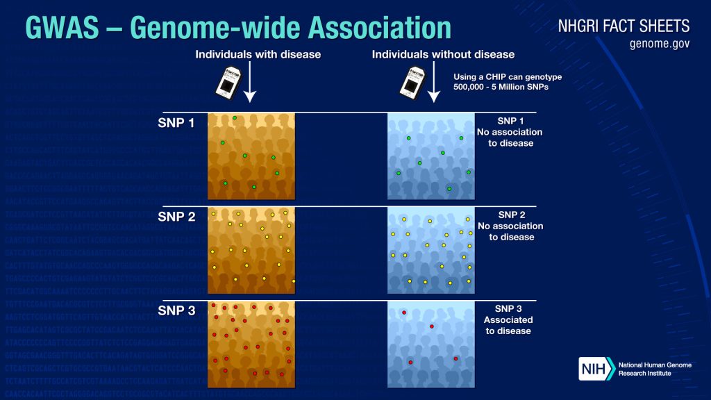 Diagram illustrating a genome-wide association study (GWAS), comparing people with a disease vs without a disease across multiple SNPs, showing one SNP associated with disease.
