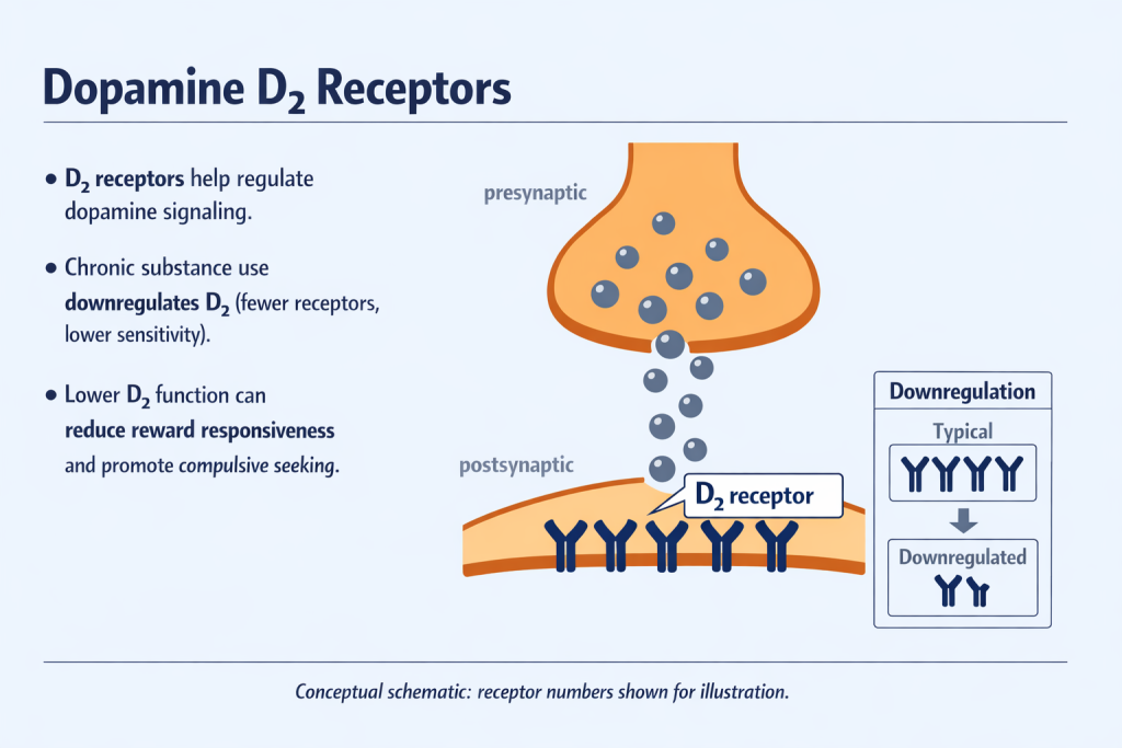 Slide titled “Dopamine D₂ Receptors” with three bullet points explaining that D₂ receptors regulate dopamine signaling, chronic substance use downregulates D₂ (fewer receptors, lower sensitivity), and lower D₂ function can reduce reward responsiveness and promote compulsive seeking. A diagram shows dopamine released from a presynaptic terminal into the synapse and binding to D₂ receptors on a postsynaptic membrane. An inset labeled “Downregulation” compares many receptors in a “Typical” state versus fewer in a “Downregulated” state. Footer note: “Conceptual schematic: receptor numbers shown for illustration.”