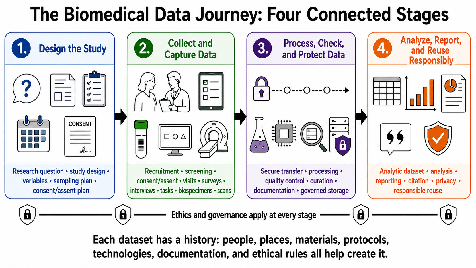A left-to-right flowchart titled “The Biomedical Data Journey: Four Connected Stages.” Four connected boxes show: Design the Study; Collect and Capture Data; Process, Check, and Protect Data; and Analyze, Report, and Reuse Responsibly. Each box includes a title, simple icons, and one short line of keywords. Stage 1 includes research question, study design, variables, sampling plan, and consent/assent planning. Stage 2 includes recruitment, screening, consent/assent, visits, surveys, interviews, tasks, biospecimens, and scans. Stage 3 includes secure transfer, processing, quality control, curation, documentation, and governed storage. Stage 4 includes the analytic dataset, analysis, reporting, citation, privacy, and responsible reuse. A line below the sequence states that ethics and governance apply at every stage. The diagram emphasizes that biomedical research data are created through people, protocols, instruments, technology, documentation, and ethical safeguards.