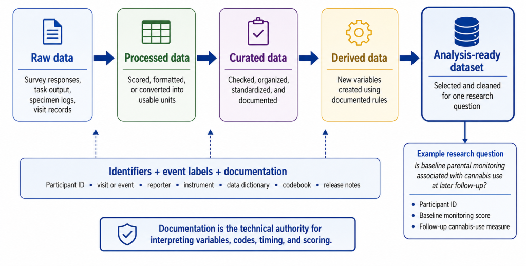 Flow diagram showing how an analysis-ready dataset is created from source records. Five connected boxes illustrate the workflow from raw data to processed data, curated data, derived data, and finally an analysis-ready dataset prepared for a specific research question. A horizontal band beneath the workflow emphasizes that identifiers, event labels, and documentation, including participant IDs, visit information, data dictionaries, codebooks, and release notes, guide every stage. A small callout illustrates an example analysis using participant ID, a baseline parental monitoring measure, and a follow-up cannabis-use measure. The figure emphasizes that analysis-ready datasets are deliberately constructed through documented decisions rather than simply downloaded.