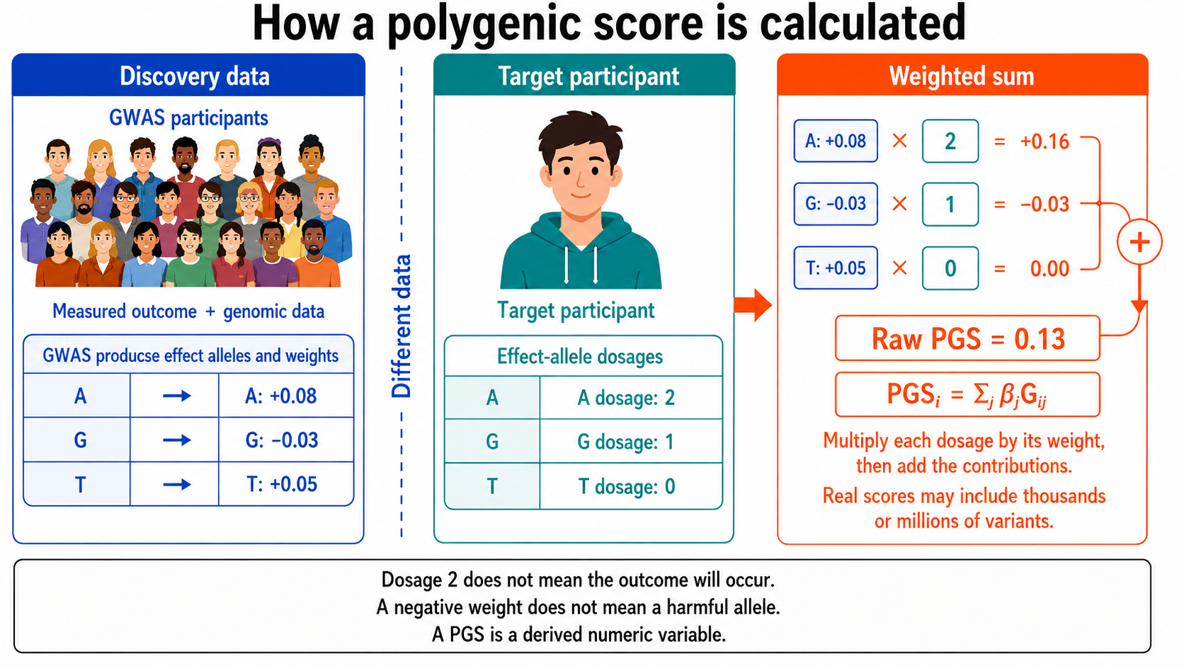 Three-stage diagram showing how a polygenic score is calculated. GWAS discovery data provide weights of +0.08 for allele A, −0.03 for G, and +0.05 for T. A separate target participant has corresponding allele dosages of 2, 1, and 0. Multiplying each dosage by its weight produces contributions of +0.16, −0.03, and 0.00. Adding these contributions produces a raw PGS of 0.13. The score is a derived numeric variable, not a diagnosis or predetermined outcome.