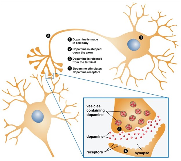 Diagram showing dopamine signaling in a neuron: dopamine is made in the cell body, transported down the axon, released at the terminal, and binds receptors across the synapse (with an inset showing vesicles, dopamine molecules, and receptors).