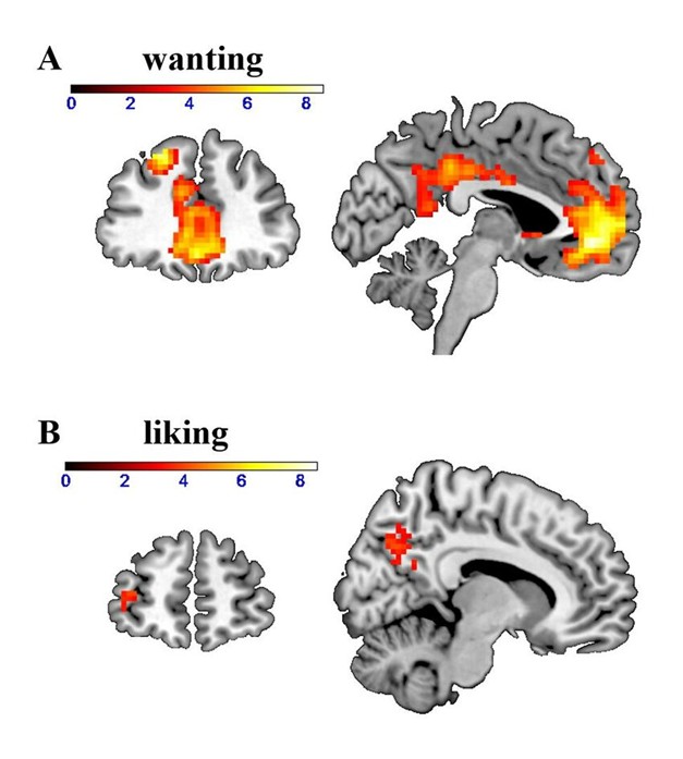 Two-panel brain-imaging figure comparing neural maps for wanting (Panel A) and liking (Panel B). Warm-colored clusters (yellow to red) are overlaid on grayscale brain slices, with a color scale from 0 to 8 above each panel.